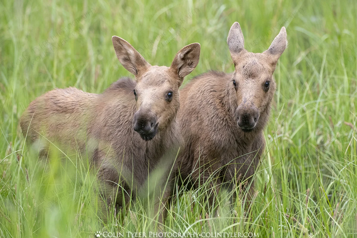Twin calves near Cooper Landing, Alaska