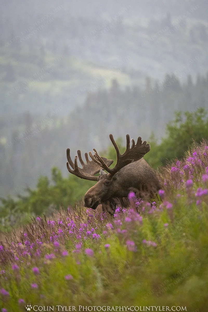 Bull Moose in Fireweed I