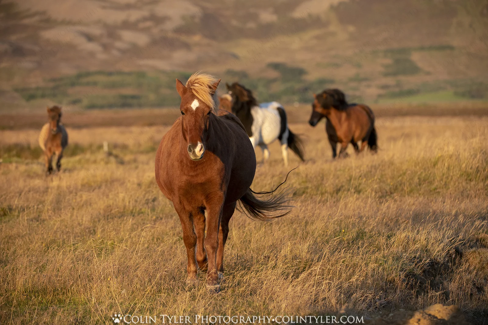 Icelandic Horses, Hofsós