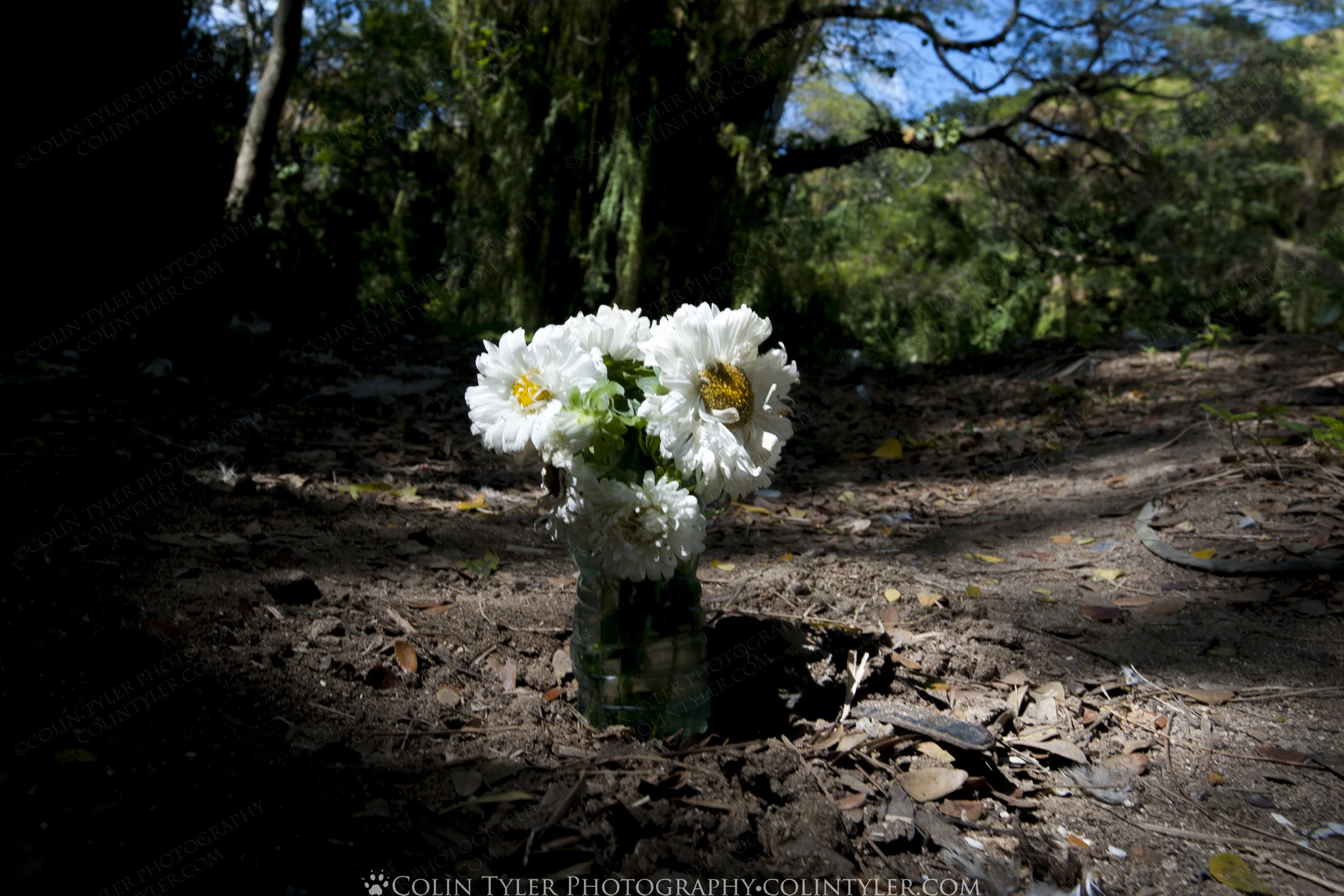 Santeria - Havana Forest Park