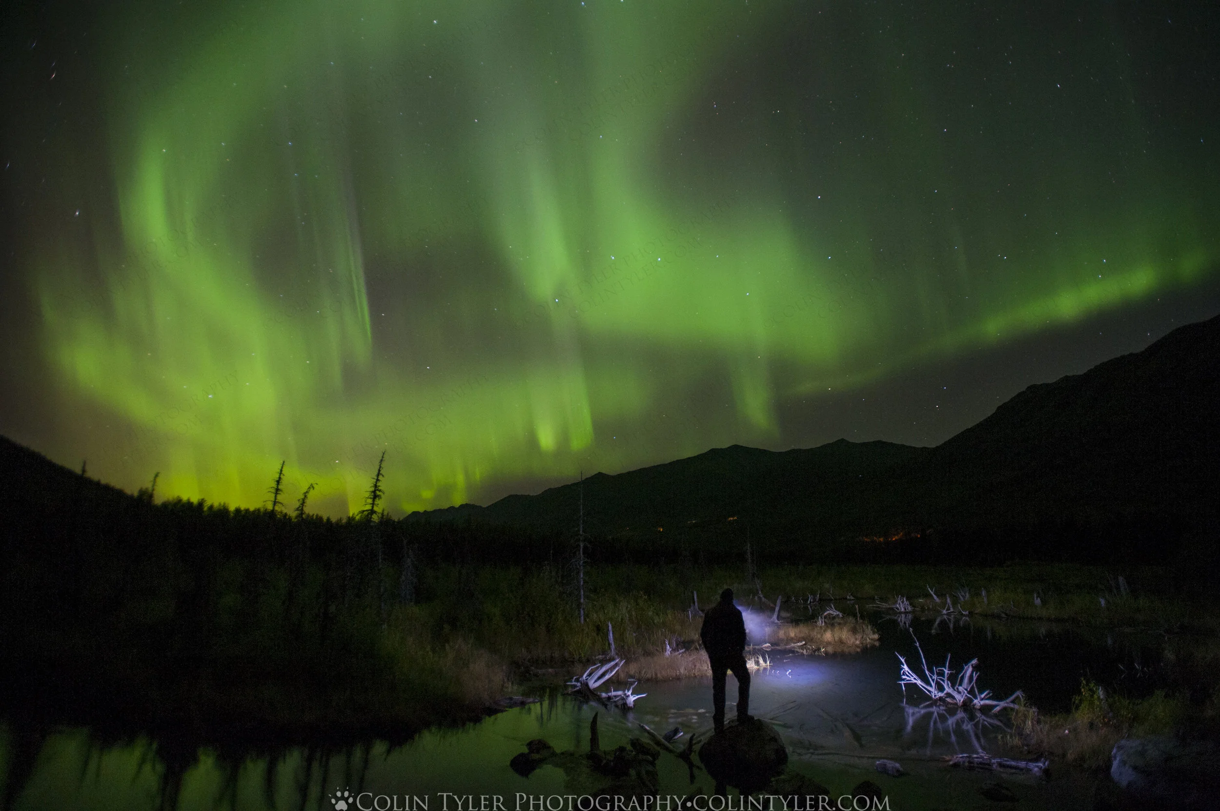 Aurora Chasing and Salmon Gazing, Eagle River Nature Center