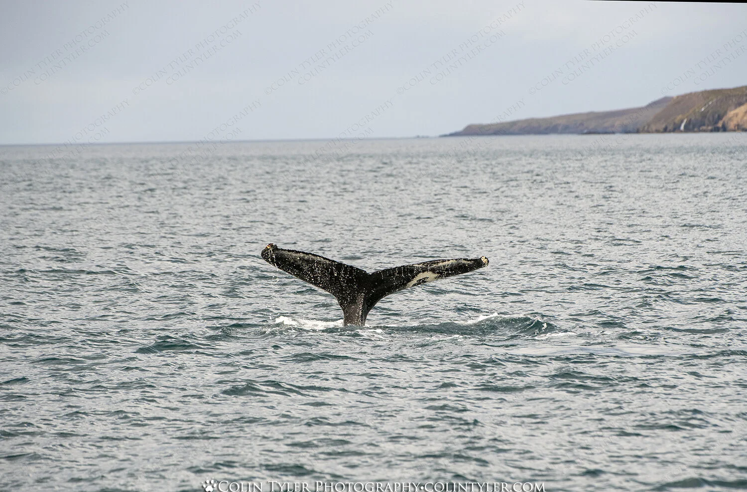 Humpback whale fluke.