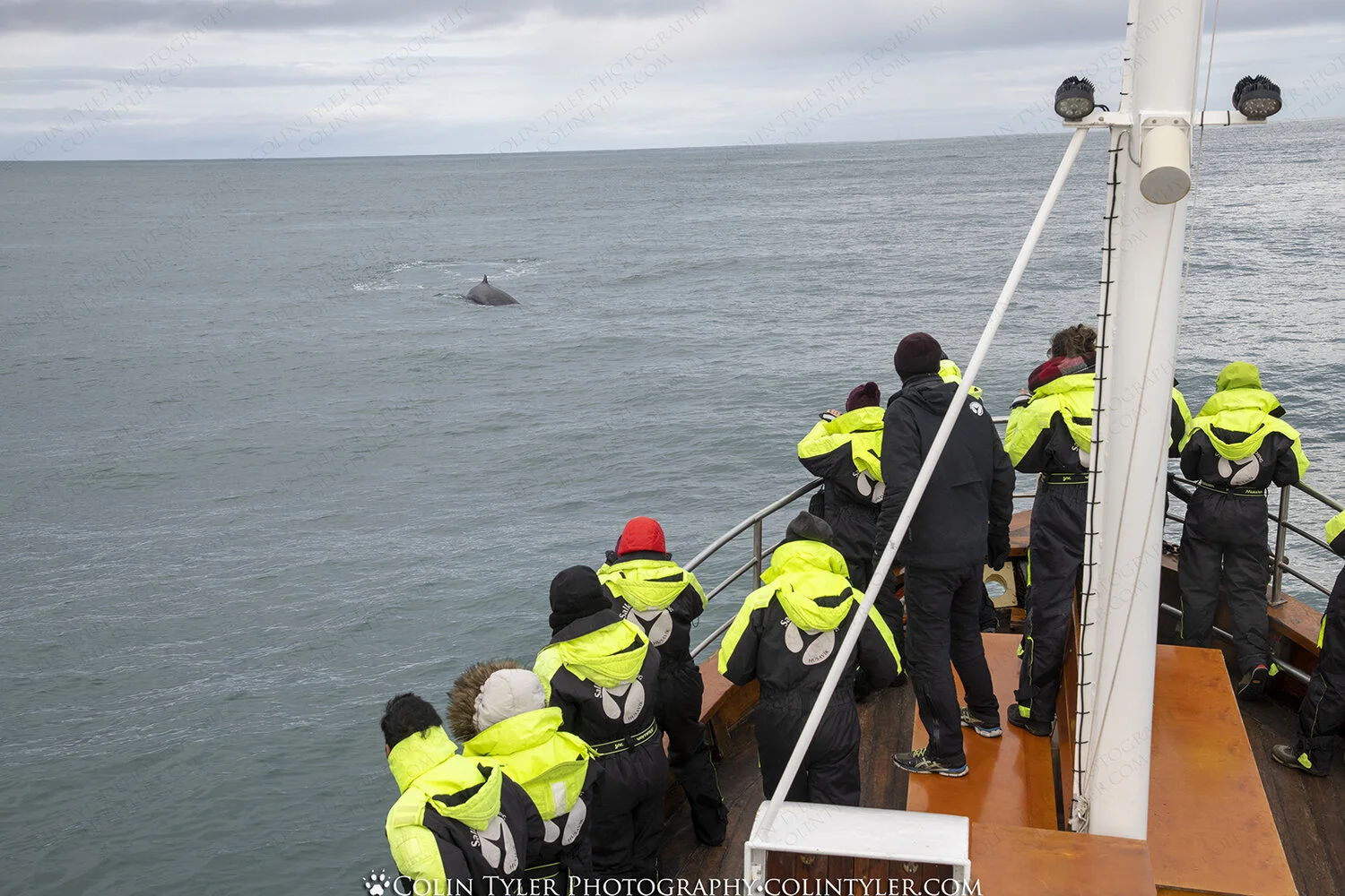 Minke whale lunge feeding.