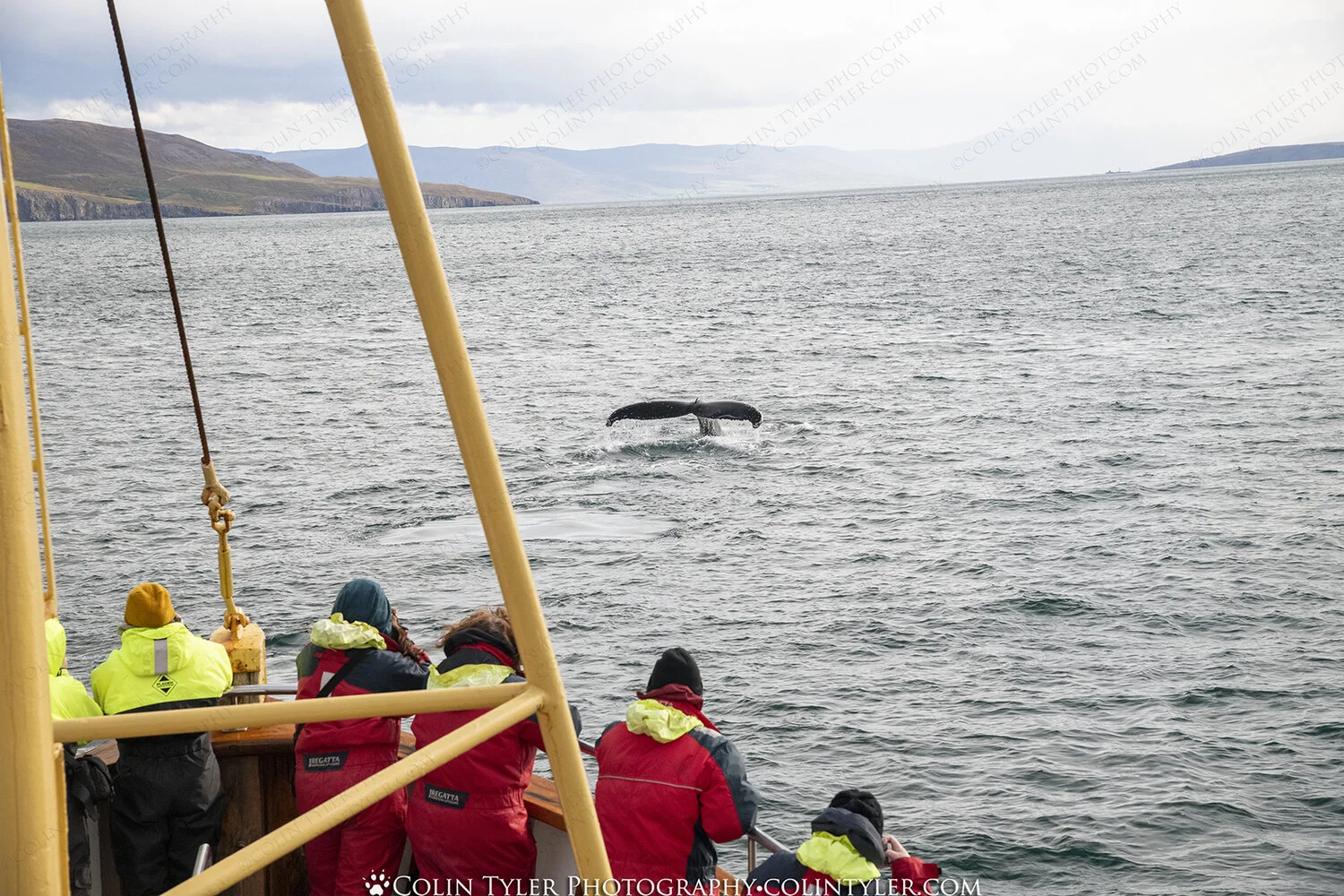 Humpback whale fluke.