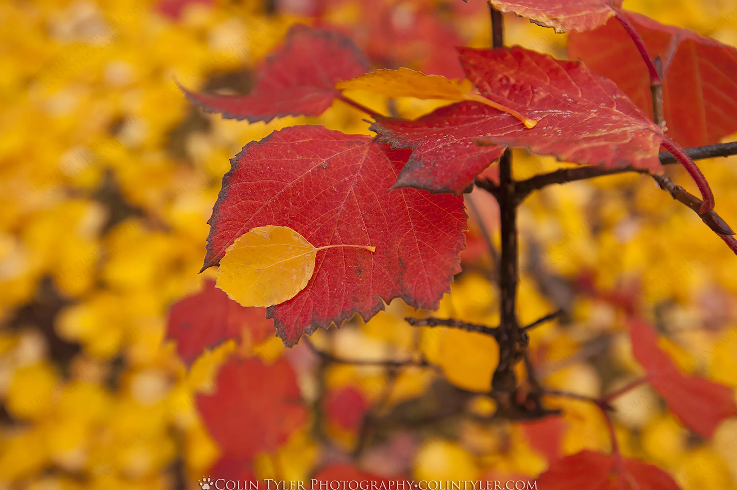 Birch leaf resting on a cranberry leaf