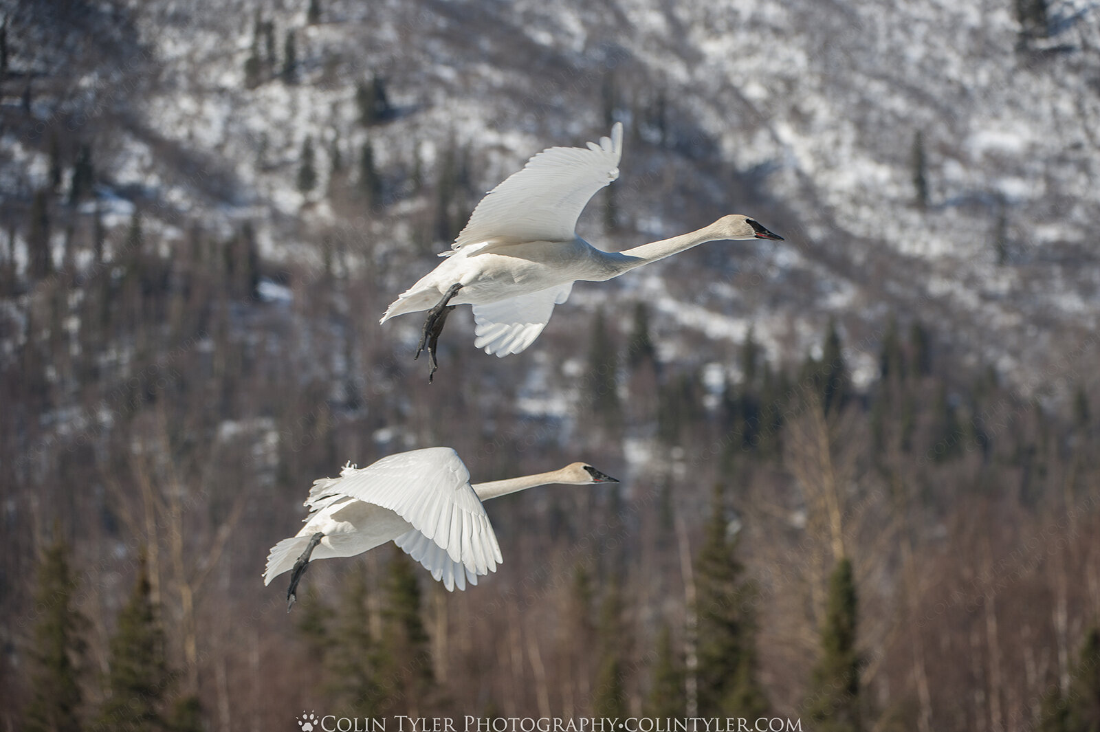 Trumpeter Swans Arriving at the Eagle River Nature Center in March