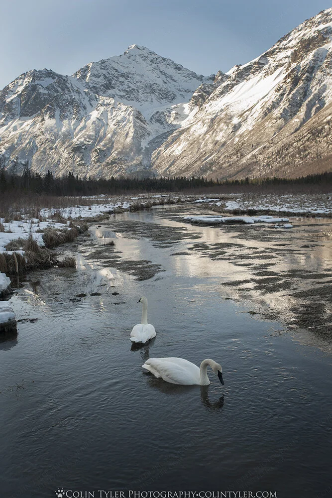Trumpeter swans feeding, Eagle River Nature Center, Chugach State Park, Alaska