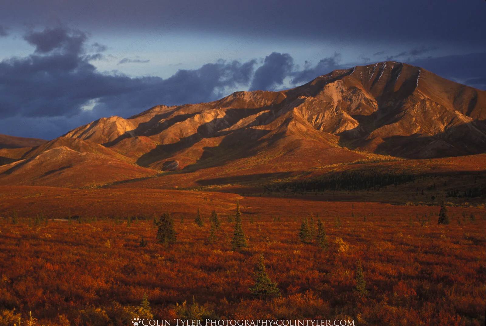 Autumn tundra, Savage River