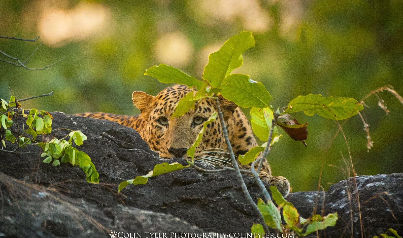 Spotted leopard. Bandhavgarh National Park, India.