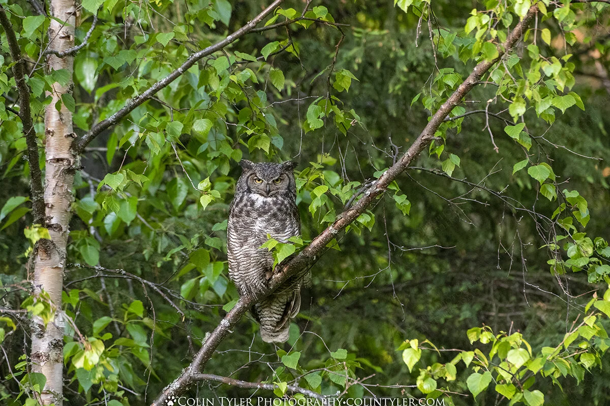 Great Horned Owl, Chugach State Park, Alaska