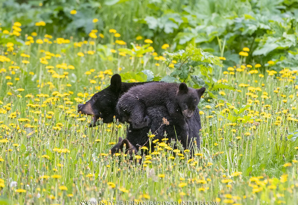 Black bear sow &amp; cub eating dandelions. Eagle River Nature Center, Alaska.
