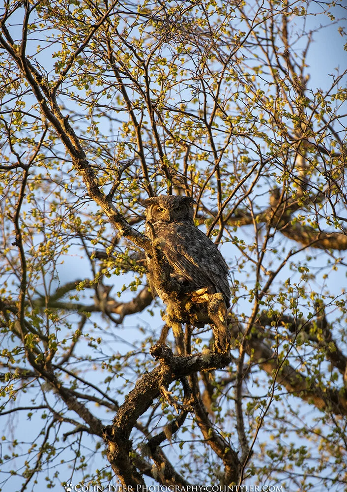 Great Horned Owl, Eagle River Nature Center, Alaska