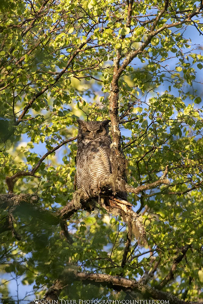 Great Horned Owl, Eagle River Nature Center, Alaska
