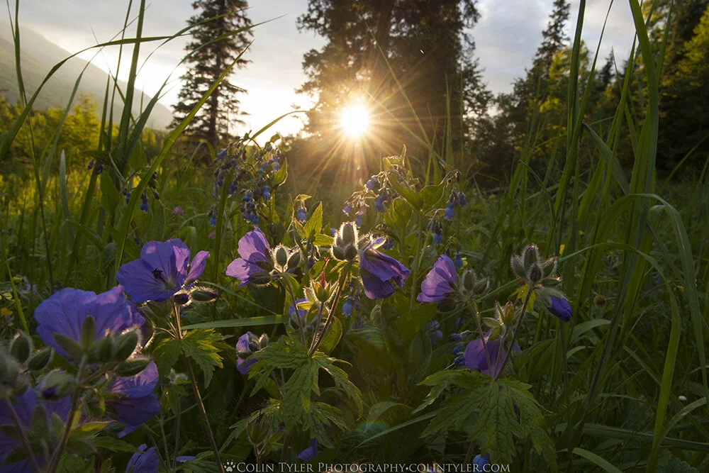 Summer Wildflowers, Eagle River Nature Center, Alaska