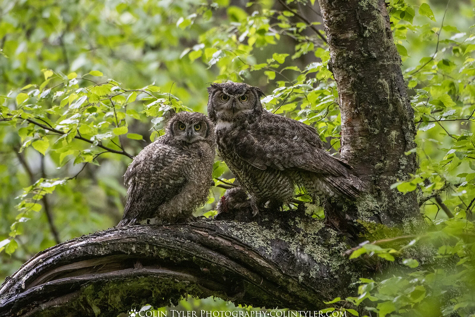 Great Horned Owls, Eagle River Nature Center, Alaska