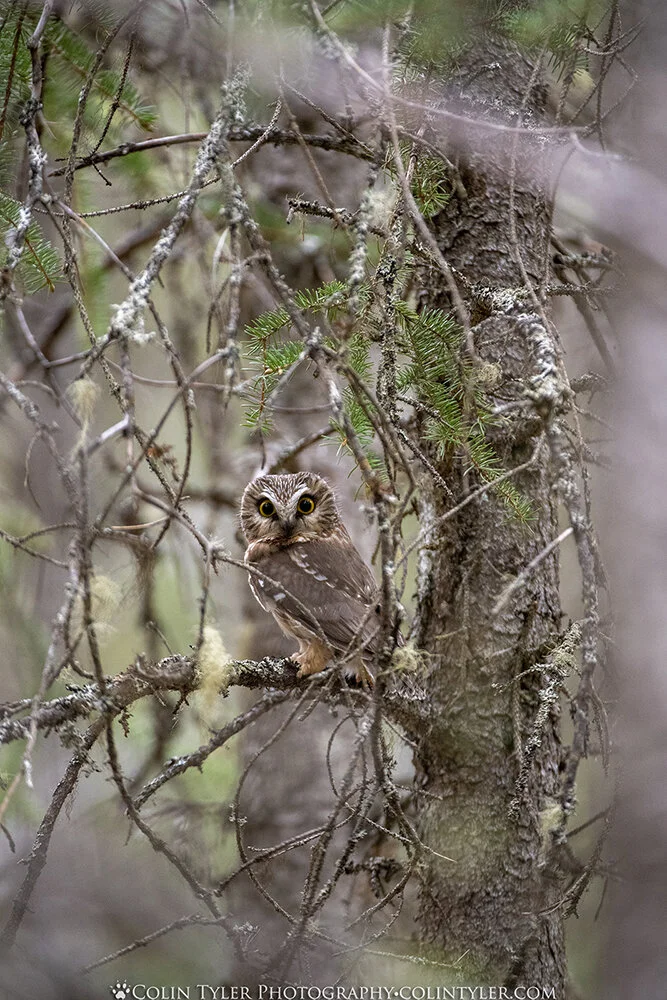 Adult northern saw-whet owl.
