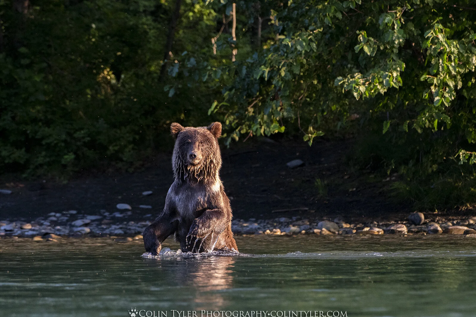 Young brown bear fishing for salmon in the Kenai River