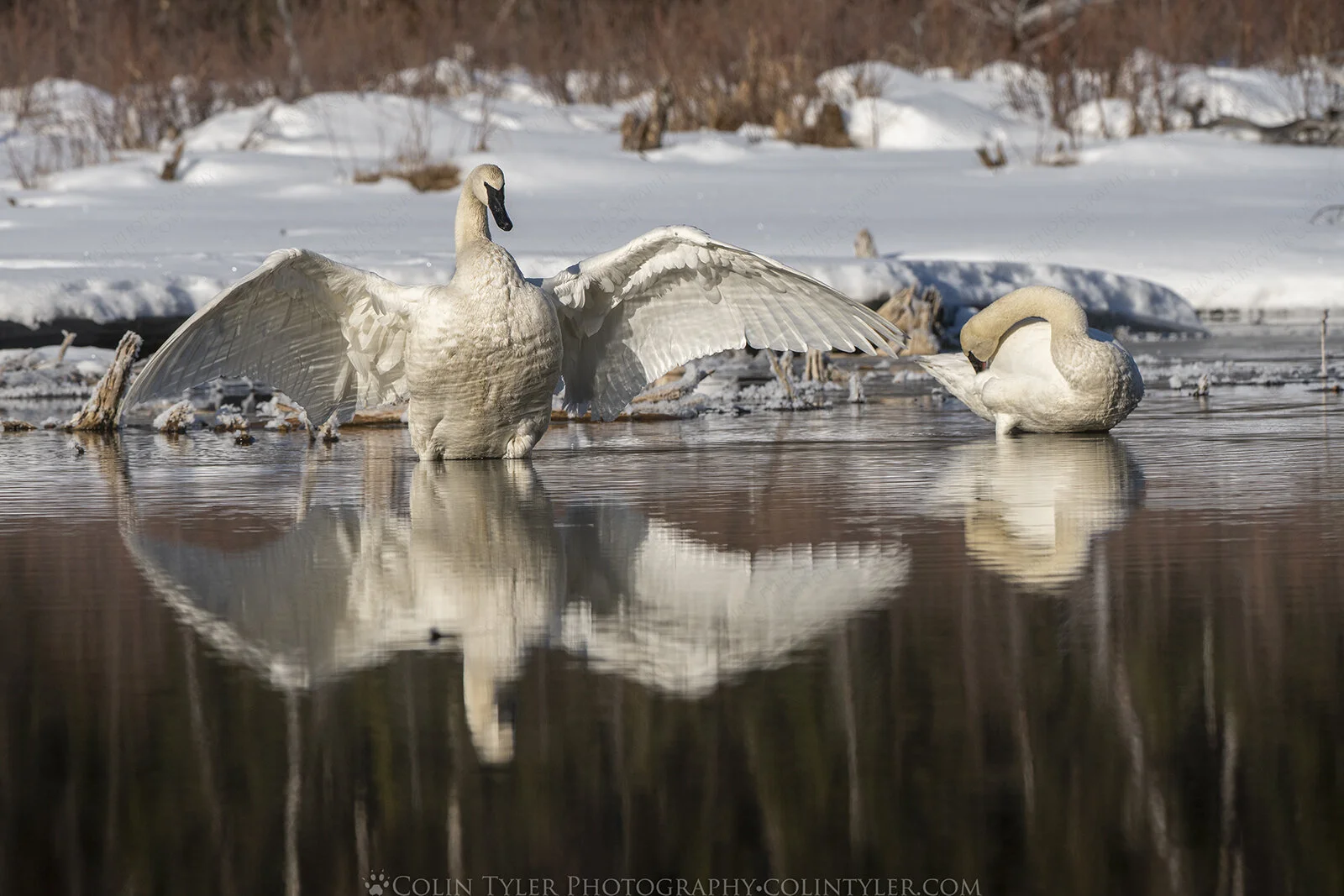 Trumpeter Swans, Eagle River Nature Center, Chugach State Park, Alaska