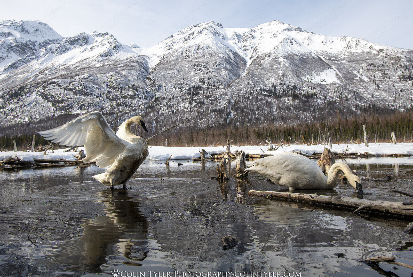 Trumpeter Swans, Eagle River Nature Center, Chugach State Park, Alaska