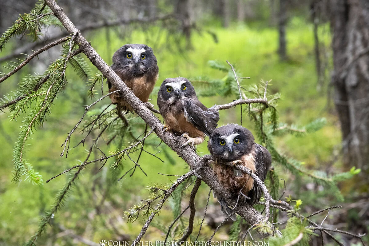 Sw-whet owl fledglings