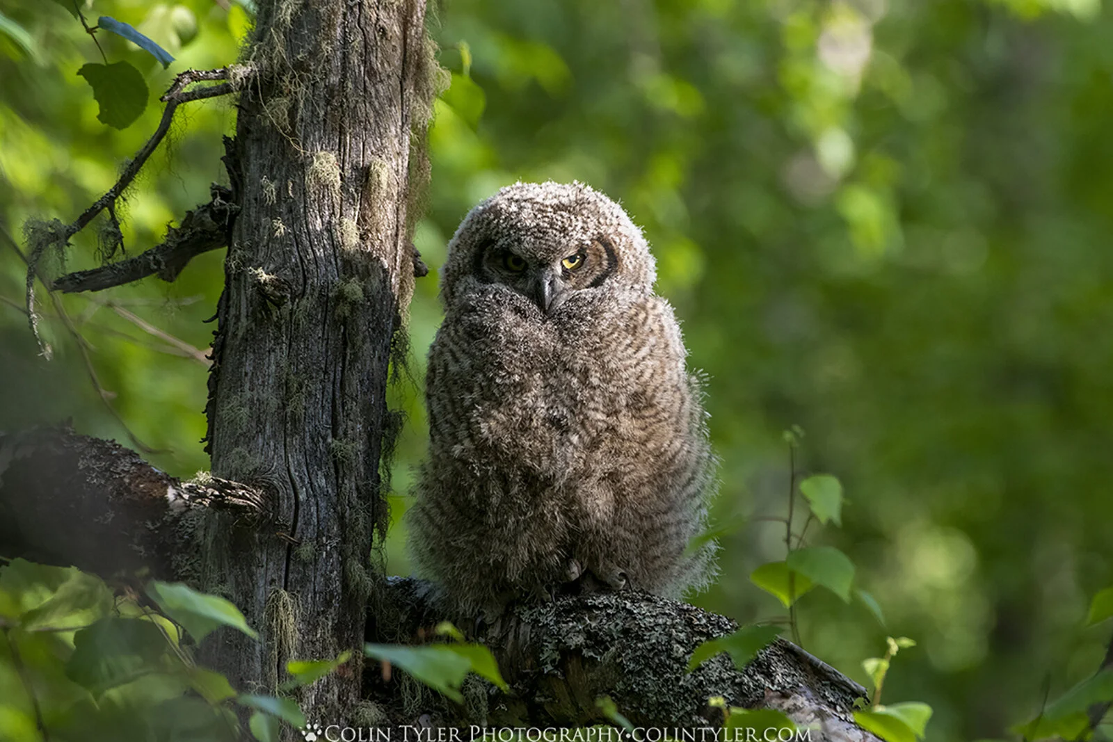 Juvenile great horned owl