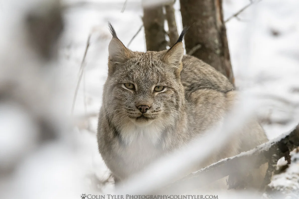 Female lynx