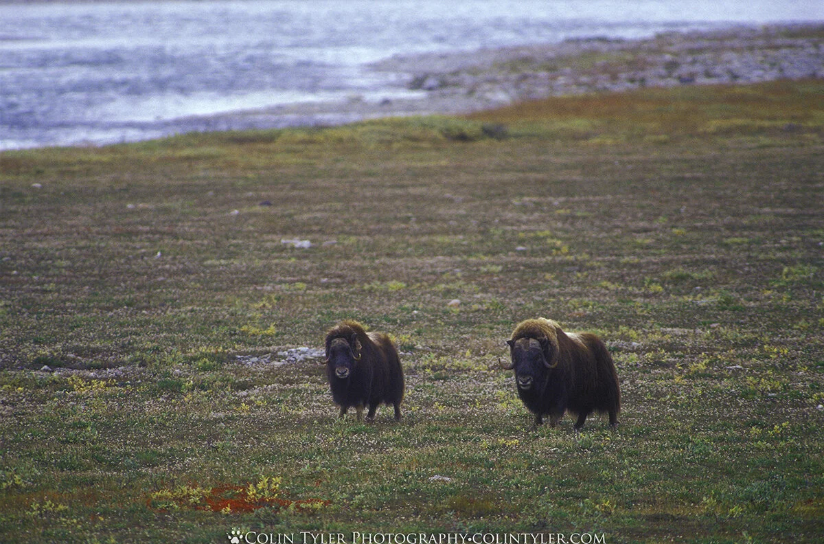 Muskoxen next to the Canning River on the coastal plain of the Arctic National Wildlife Refuge, Alaska