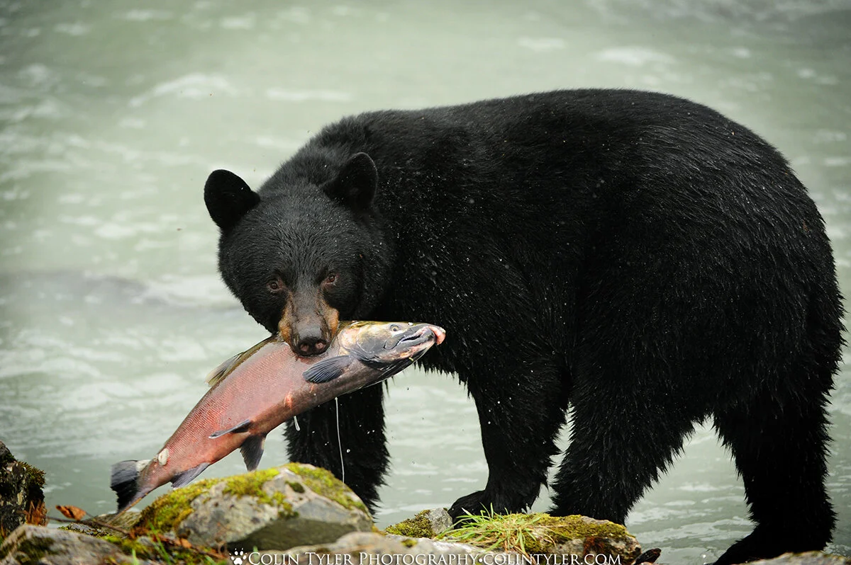 Black bear with a coho salmon near Valdez, Alaska