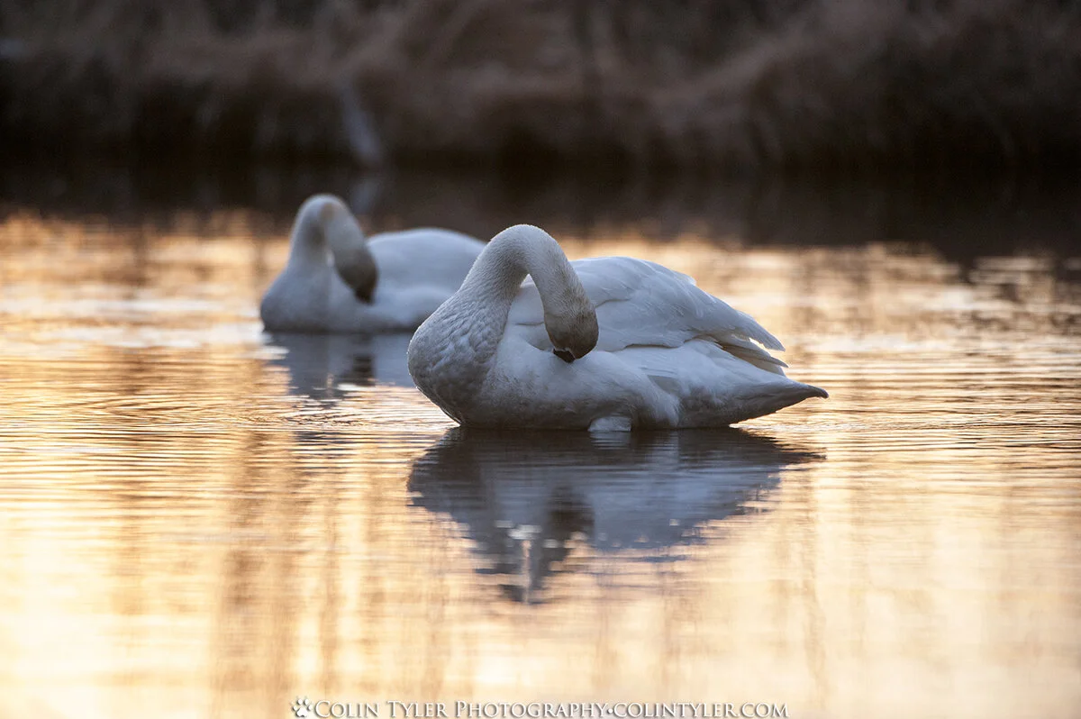 Trumpeter swans preening in the reflected sunset