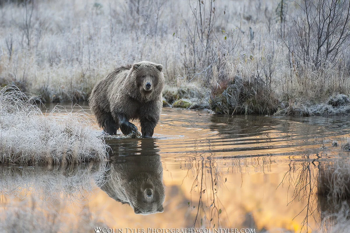 Brown bear in autumn, Eagle River Nature Center