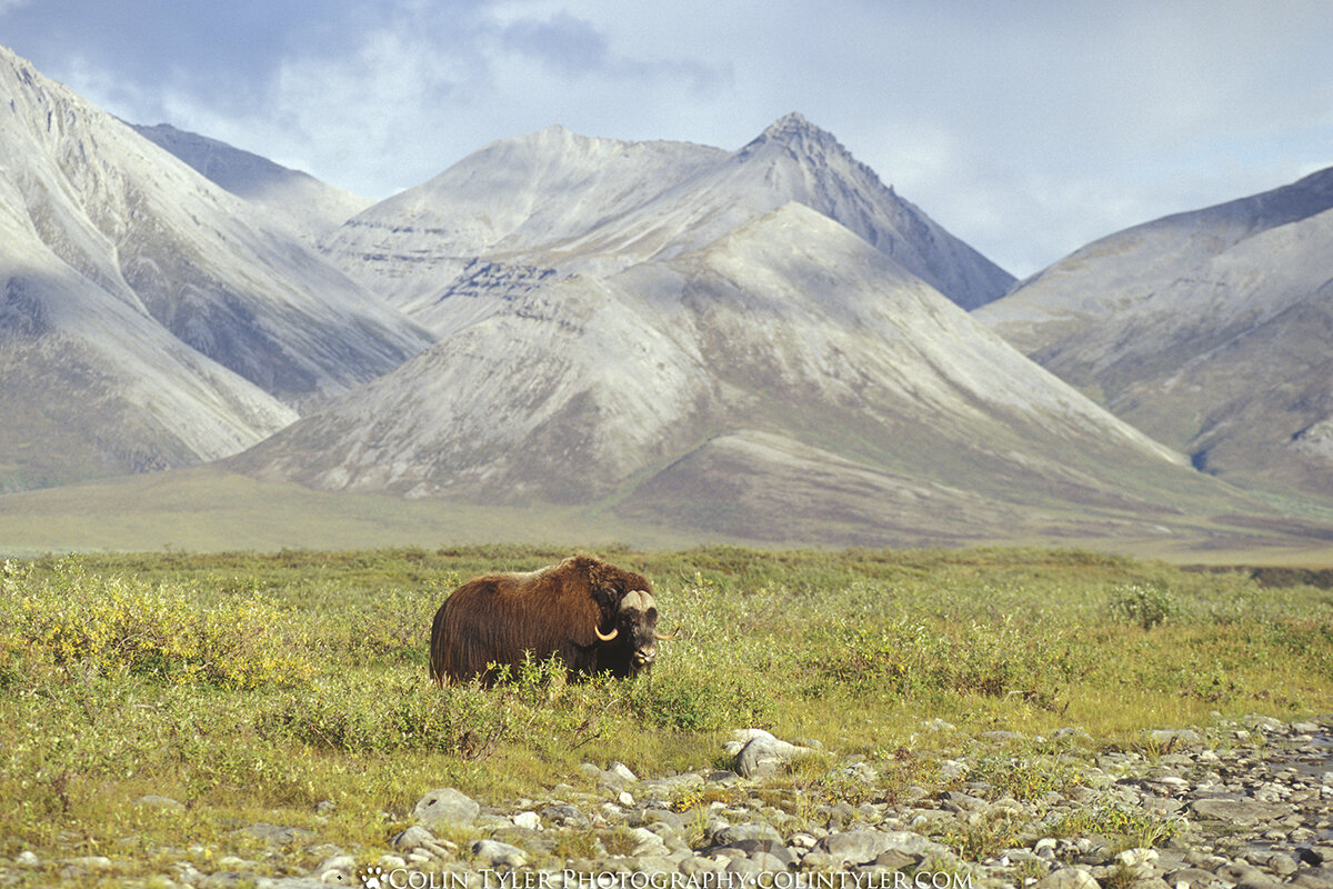 Muskox framed by the Brooks Range in the Arctic National Wildlife Refuge, Alaska