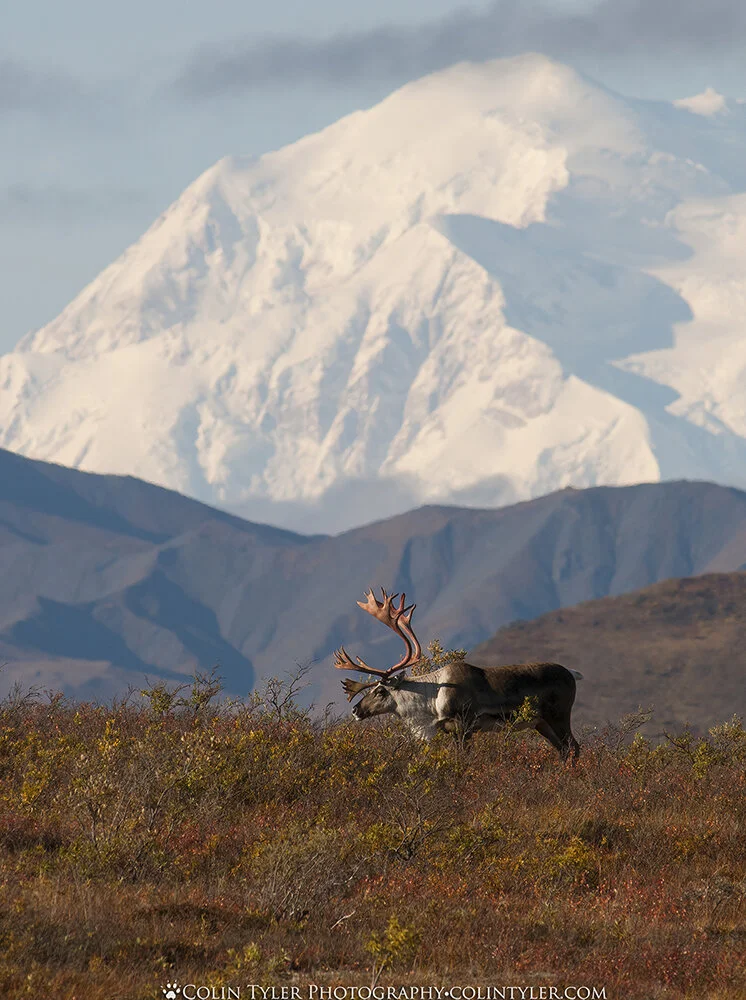 Bull caribou framed by the park's namesake and North America's tallest mountain - Denali
