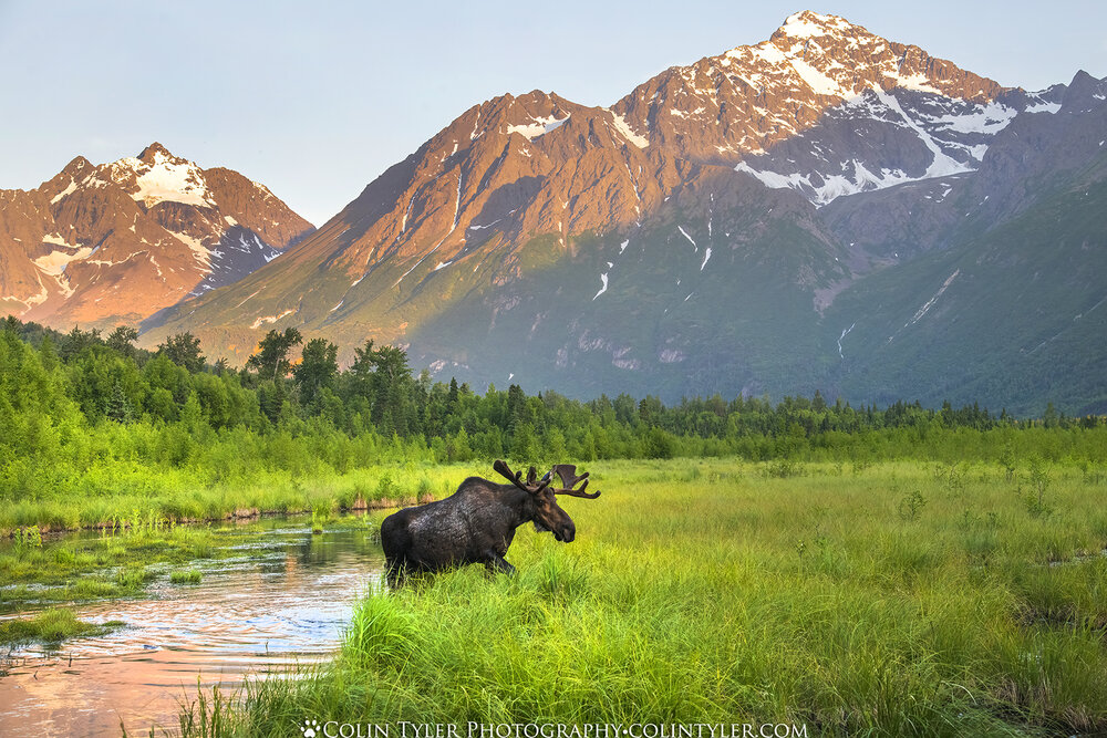 Bull Moose at Sunset, Eagle River Nature Center, Alaska, 24x36
