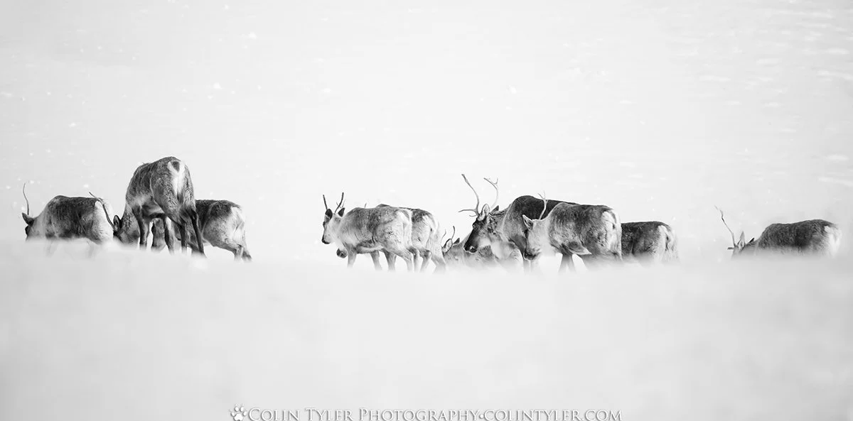 Small Caribou Herd, Atigun Pass, Alaska