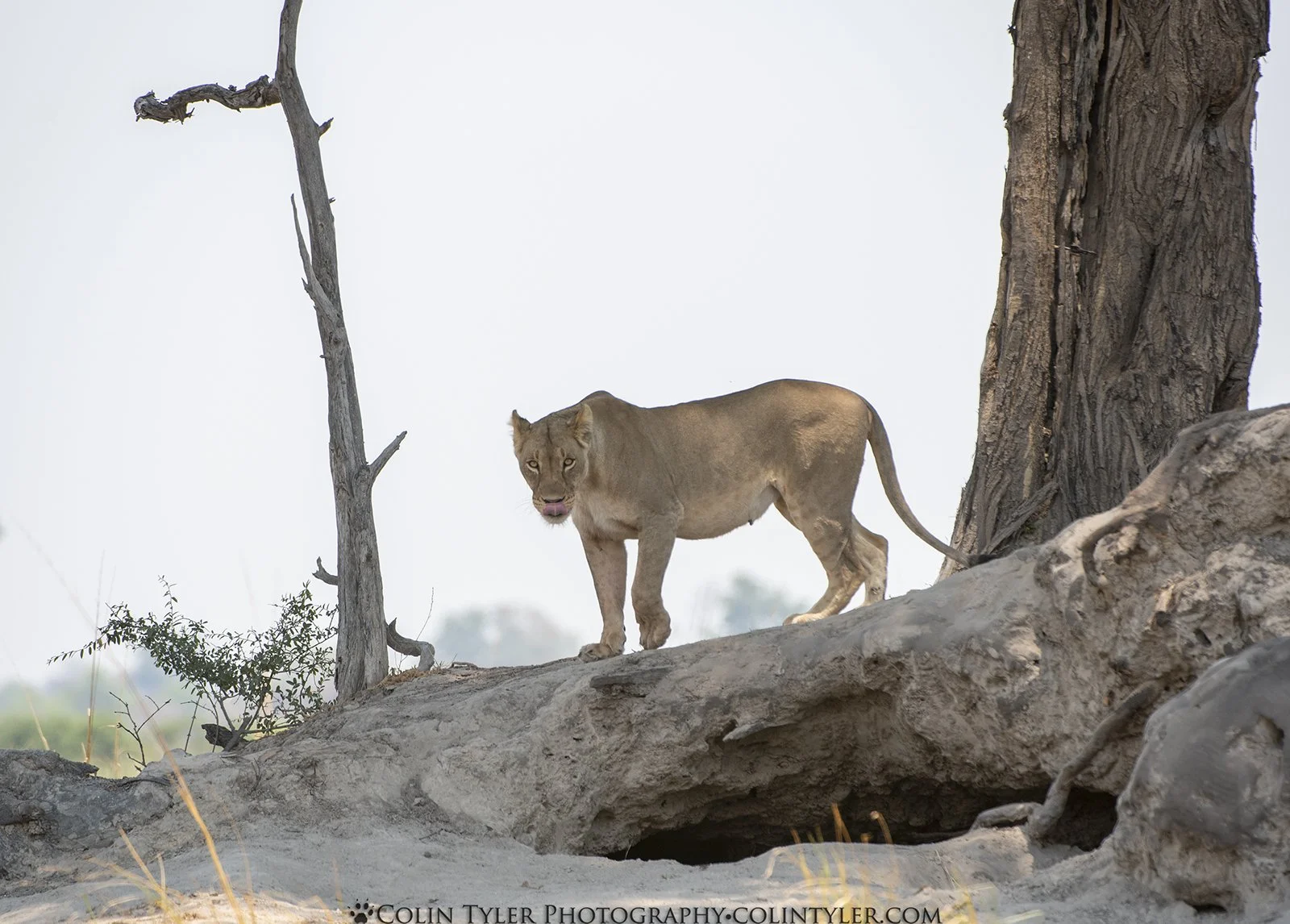 Lioness, Bwabwata National Park