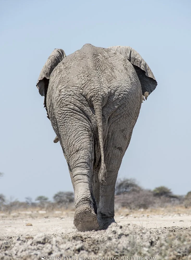 Bull Elephant, Onguma Game Reserve