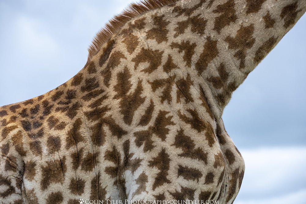 Giraffe markings are unique to each individual