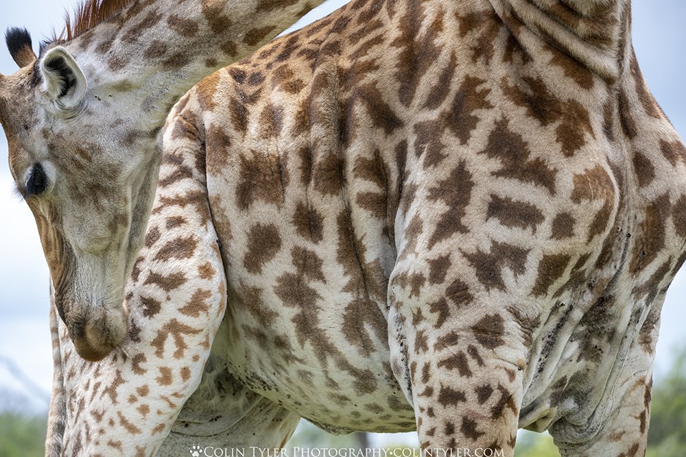 Giraffe grooms itself