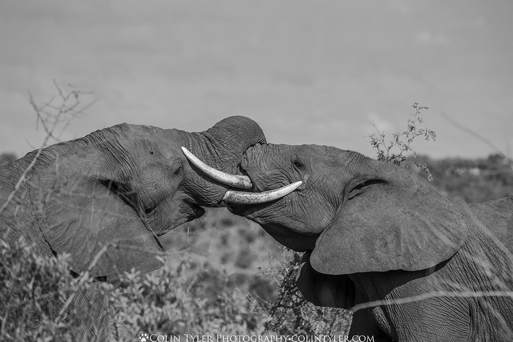 Bull elephants sparring