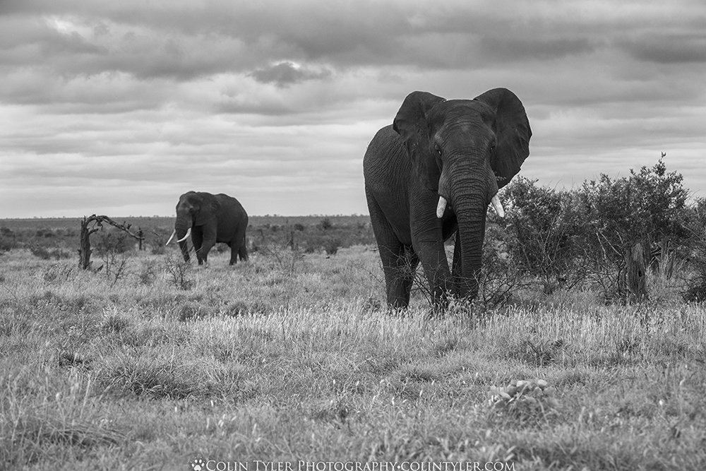 Bull elephants