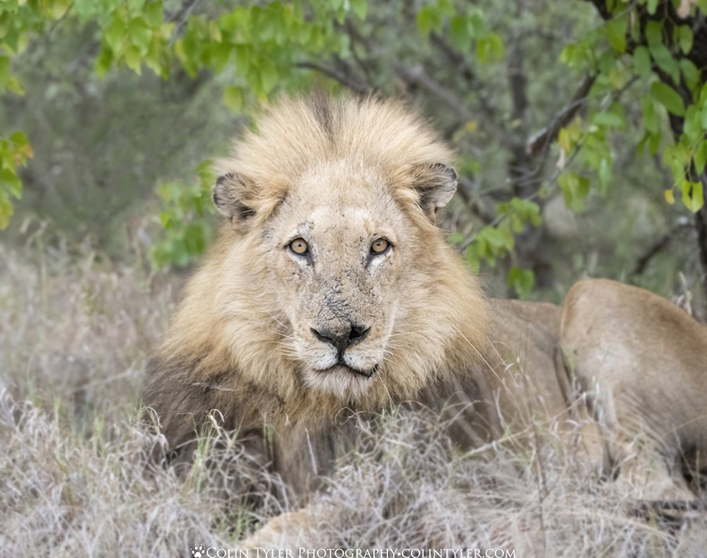 Male lion
