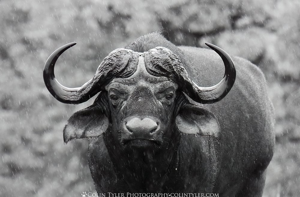 Cape buffalo