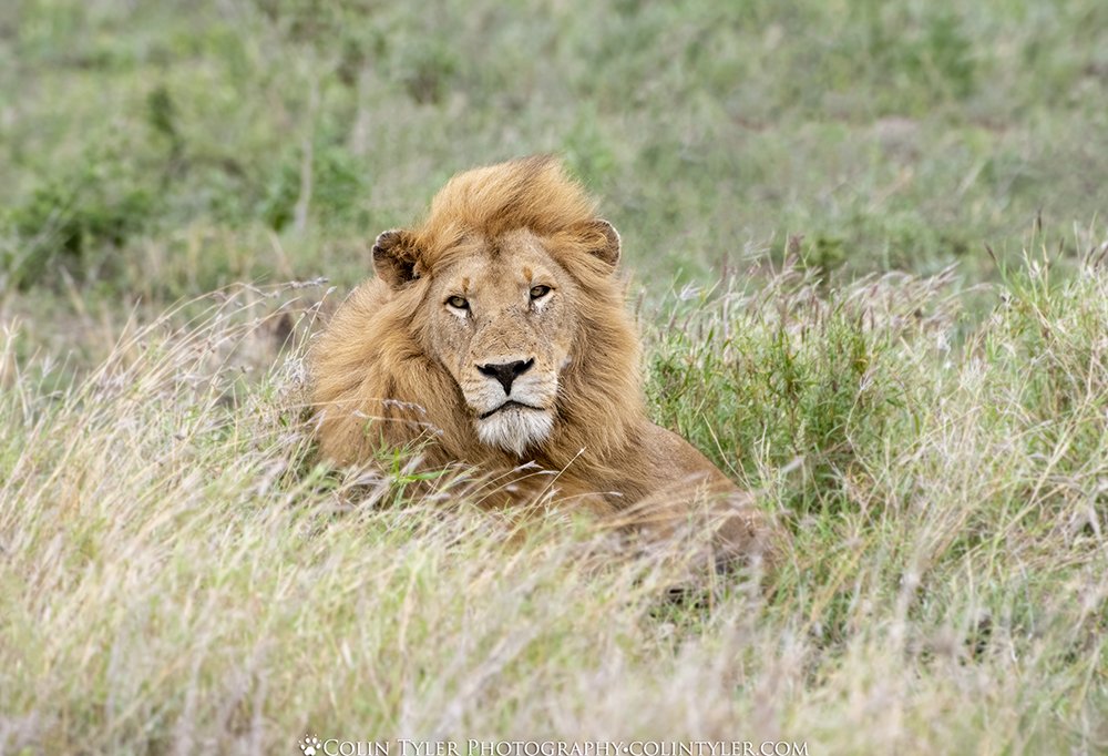 Male lion