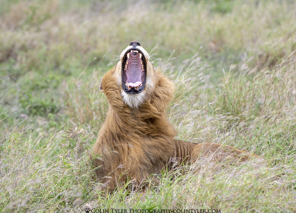 Male lion yawning