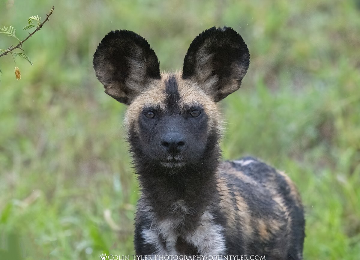 African painted dog