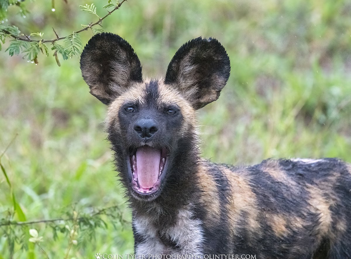 African painted dog