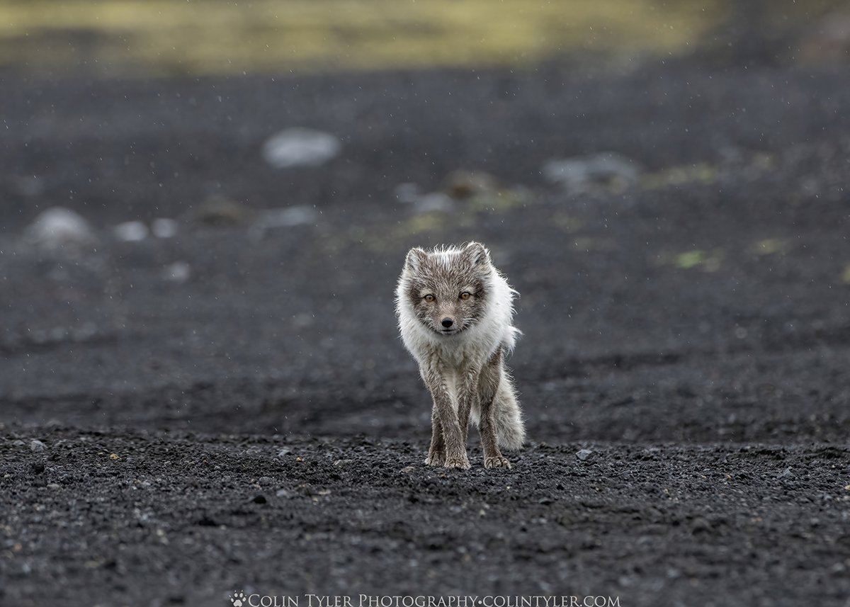 Arctic fox near Katla Ice Cave