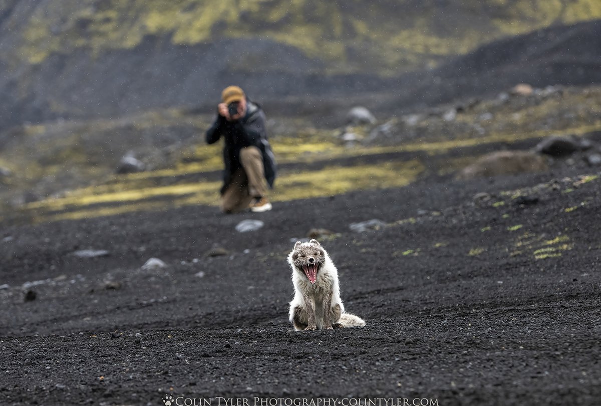 Arctic fox near Katla Ice Cave