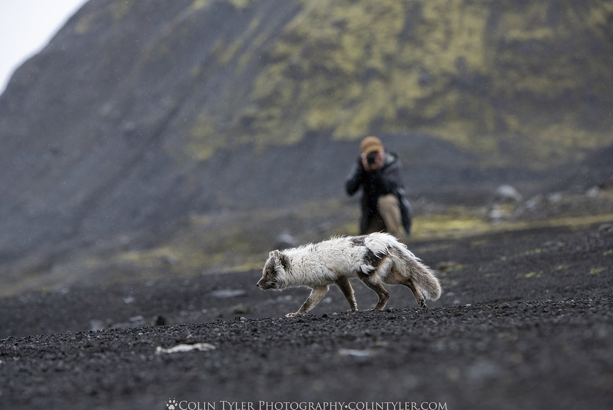 Arctic fox near Katla Ice Cave