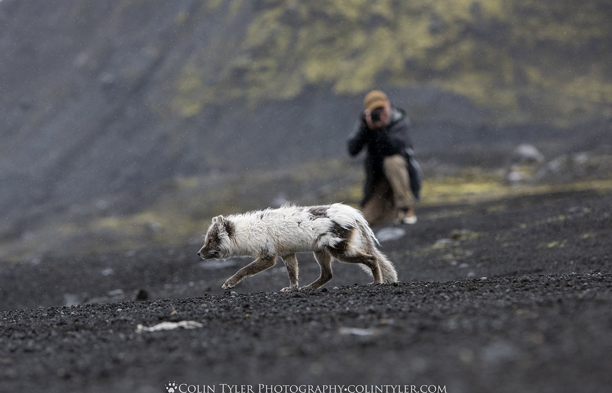 Arctic fox near Katla Ice Cave